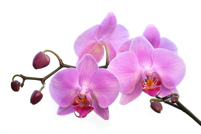 Orchidea