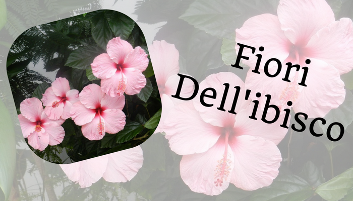 Fiori Dell'ibisco