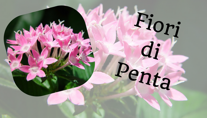 Fiori di Penta