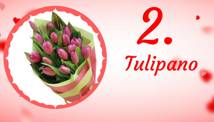 Tulipano