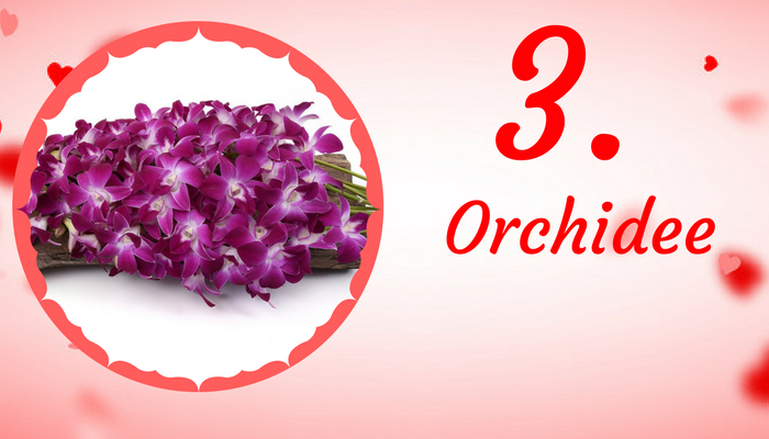 Orchidee