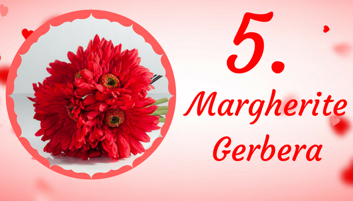 Margherite Gerbera