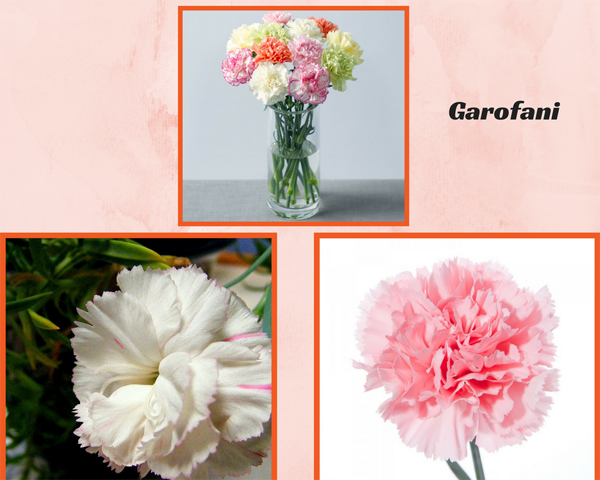 Garofani