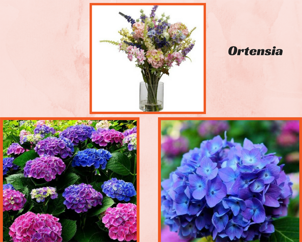 Ortensia