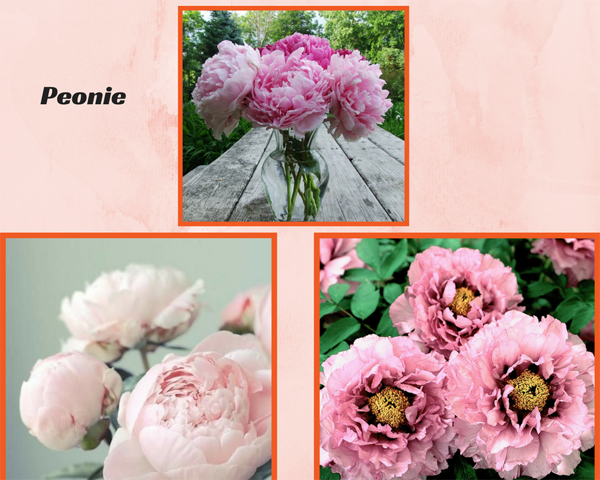 Peonie
