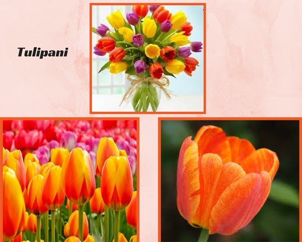 Tulipani