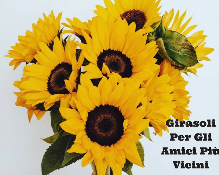 Girasoli Per Gli Amici Più Vicini