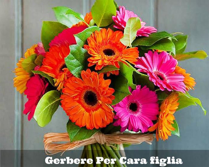 Gerbere Per Cara figlia