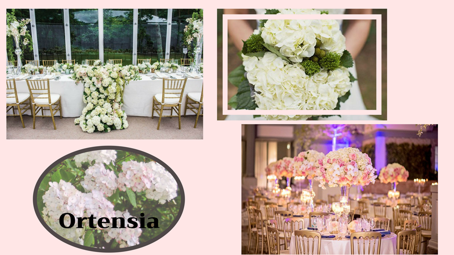 Ortensia