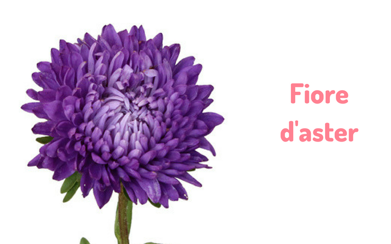 Fiore d'aster