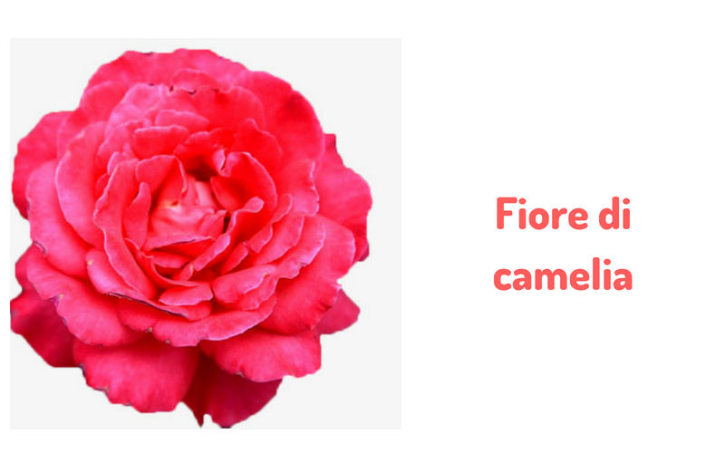 Fiore di Camelia