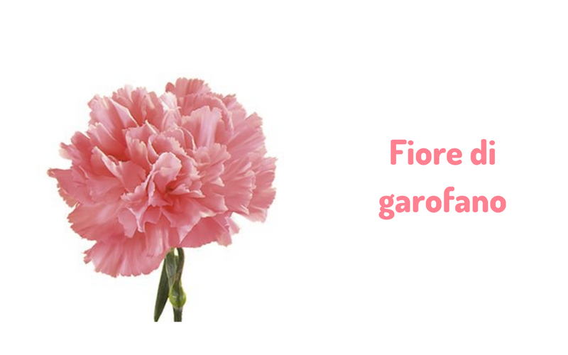 Fiore di Garofano