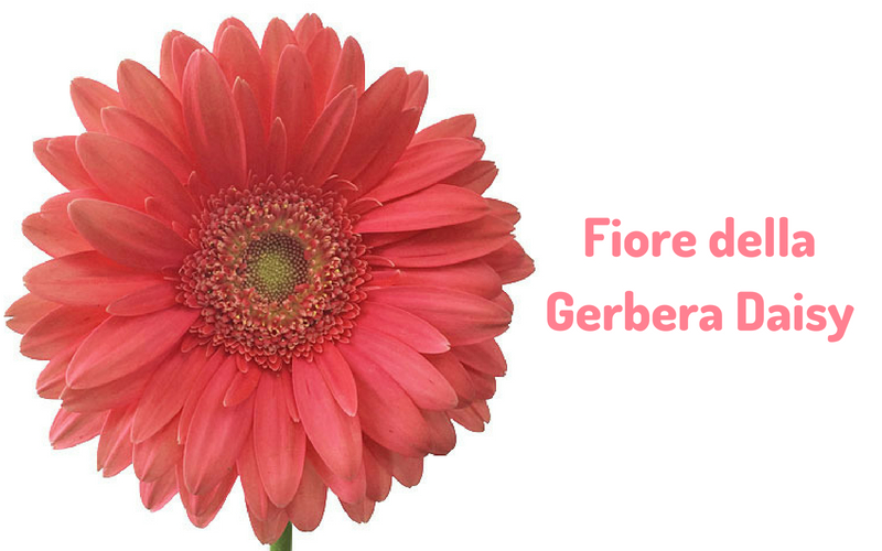 Fiore della Gerbera Daisy