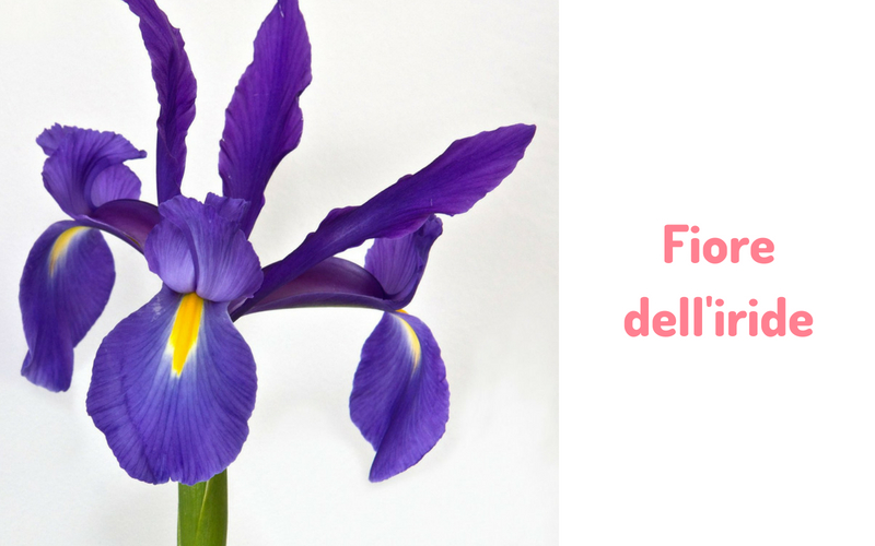 Fiore dell'iride