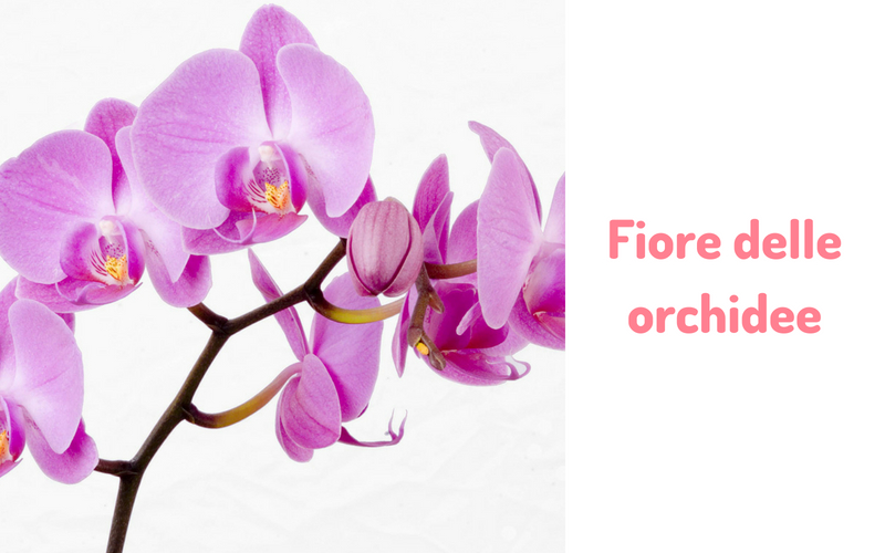 Fiore delle orchidee