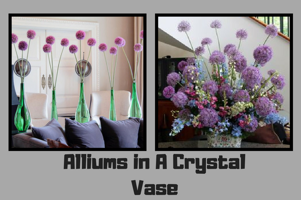 Alliums in A Crystal Vase