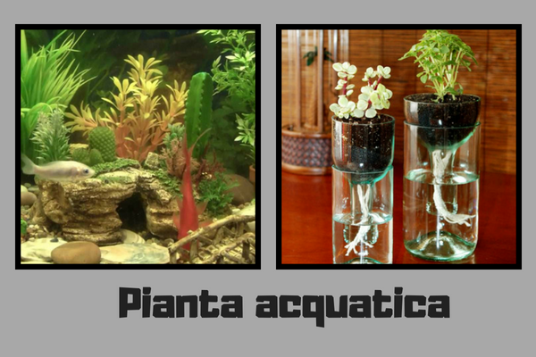 Pianta Acquatica