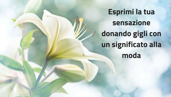 Trasmettete il Vostro Sentimento Regalando Gigli Con Significato Alla Moda
