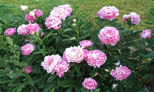 peonia