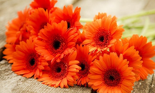 Gerberas