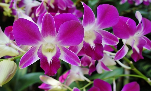 Orchidee