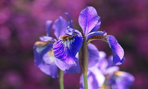 Iris