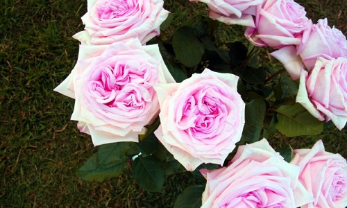 Scrivi l'affermazione ancora una volta con i fiori dell'anniversario