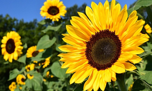 6)Girasoli allegri.