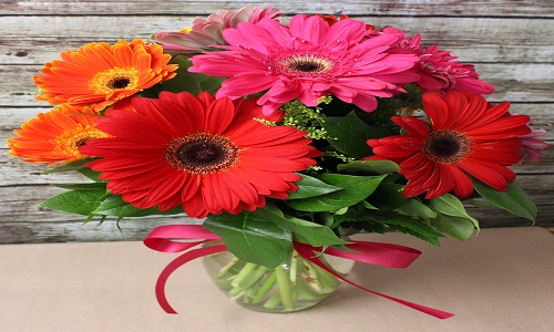 2)Margherite Gerbera