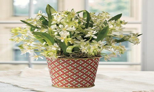 3) Stella di Betlemme