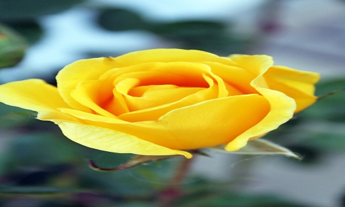 4) Rosa gialla