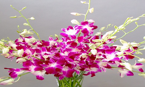 5) Orchidee
