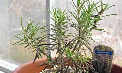 4. Piante di rosmarino