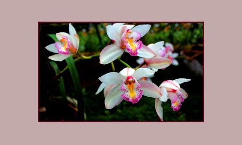 4. Orchidee