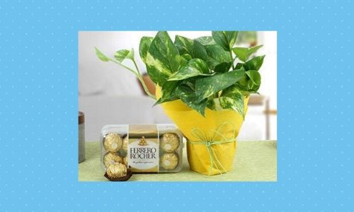 3. Combinazione di piante e cioccolato