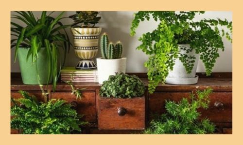 2) Pianta verde perfetta