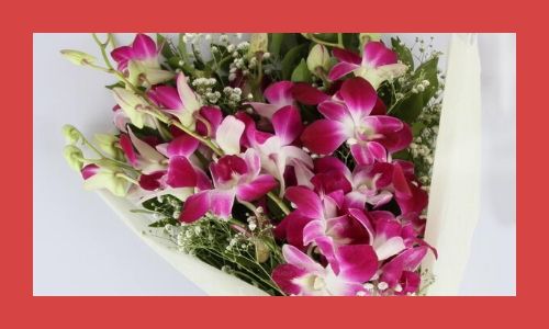 6. Orchidee splendid