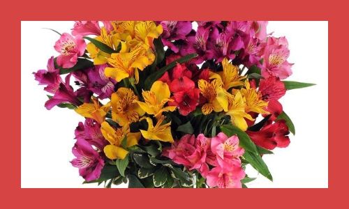 7. Alstroemeria romantic
