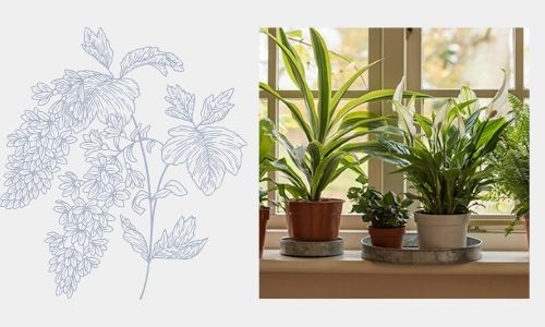 6. Pianta d'amore crescent