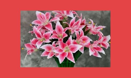 2. Gigli Stargazer in un vaso