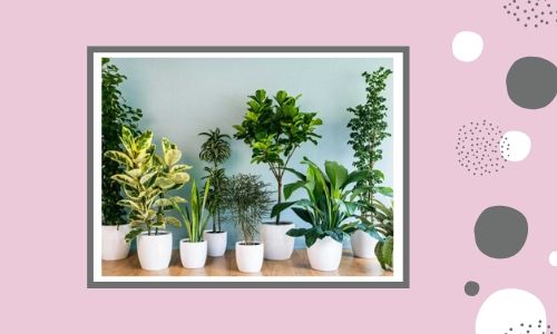 7. Piante d'appartamento speciali