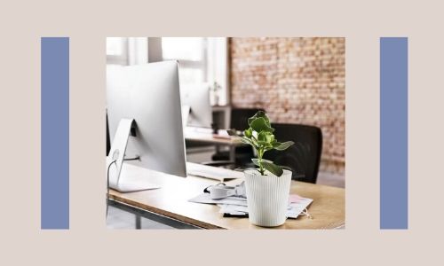 2. Piante da scrivania