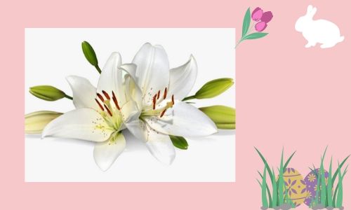 1. gigli bianchi di Pasqua