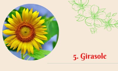 5. Girasole