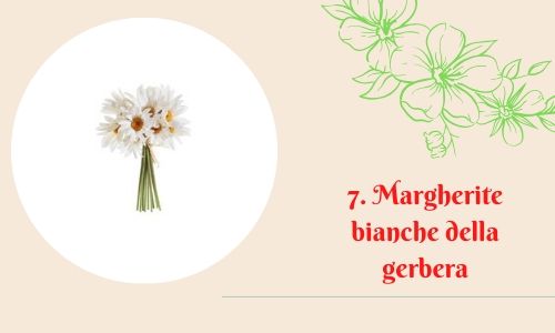 7. Margherite bianche della gerbera