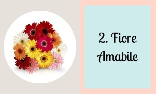 2. Fiore amabile
