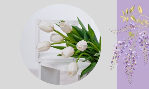 1. Eleganti tulipani bianchi