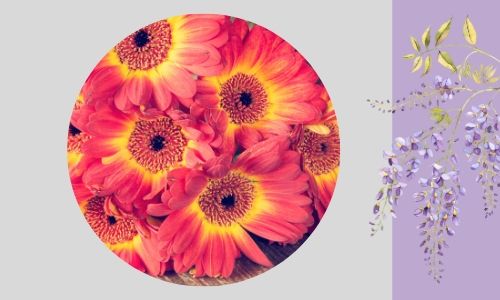 3. Gerbere luminose e colorate