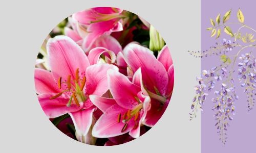 5. Gigli incredibili