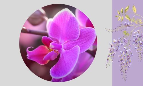 6. Orchidee speciali